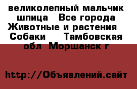 великолепный мальчик шпица - Все города Животные и растения » Собаки   . Тамбовская обл.,Моршанск г.